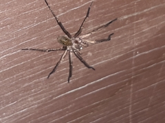 Uliodon albopunctatus