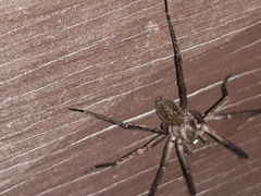 Uliodon albopunctatus