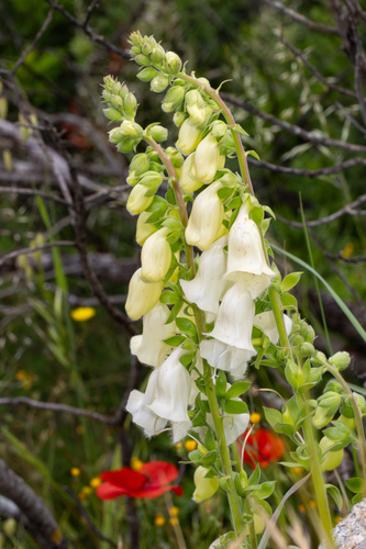 Digitalis mariana ssp. heywoodii