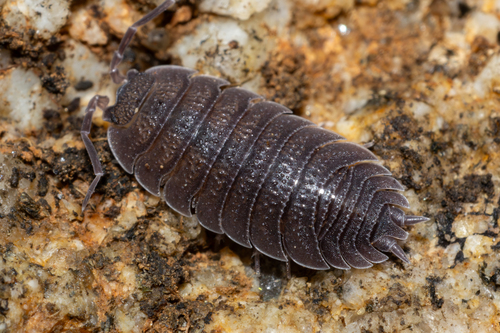 Porcellio baeticensis