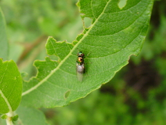 Microchrysa polita