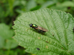 Chloromyia formosa