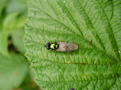 Chloromyia formosa