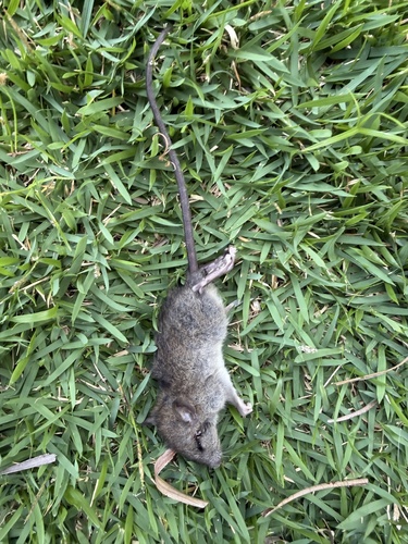 Rattus rattus observed 2026-05-04