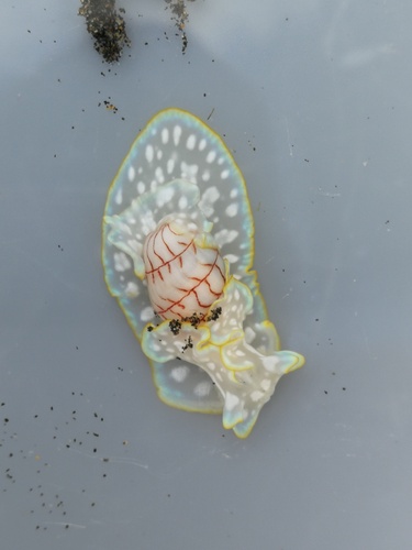 Micromelo undatus