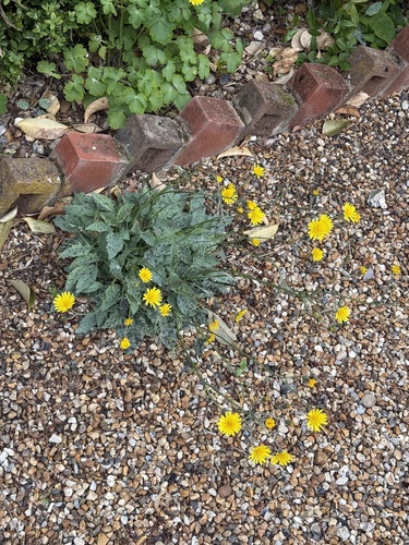 Hieracium glaucinum, photograph 3