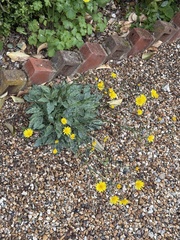 author not stated, no rights reserved Hieracium glaucinum, photograph author not stated, no rights reserved