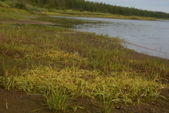 Sparganium hyperboreum