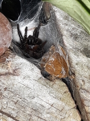 Porrhothele antipodiana