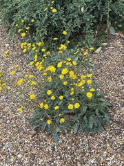 author not stated, no rights reserved Hieracium glaucinum, photograph author not stated, no rights reserved