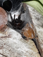 Porrhothele antipodiana