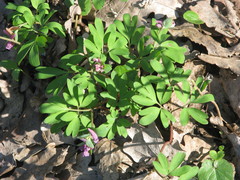 Corydalis intermedia