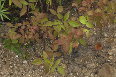 Rubus komarovii