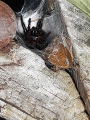 Porrhothele antipodiana