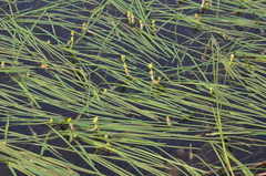 Sparganium hyperboreum