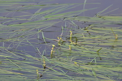 Sparganium hyperboreum