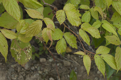Rubus komarovii
