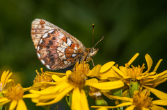 Boloria angarensis