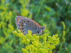 Coenonympha amaryllis