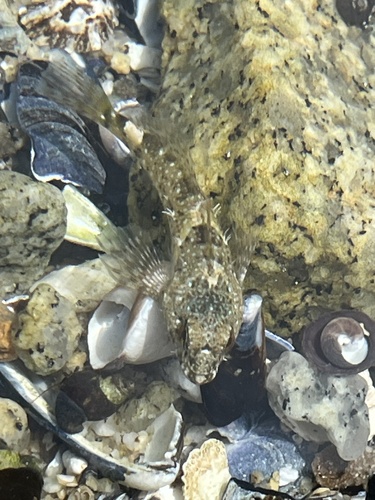 Clinocottus analis