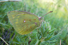 Colias heos