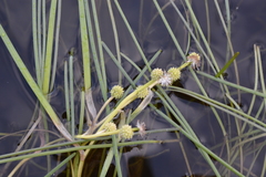 Sparganium hyperboreum