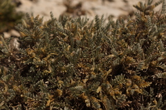 (c) Léo Souillard, some rights reserved (CC BY) Astragalus tragacantha, photograph (c) Léo Souillard, some rights reserved (CC BY)