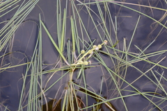 Sparganium hyperboreum