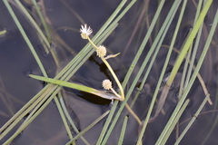 Sparganium hyperboreum