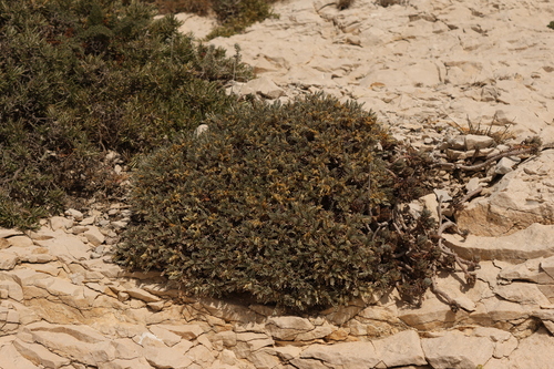 Astragalus tragacantha, photograph 4
