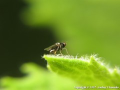 Ephydroidea