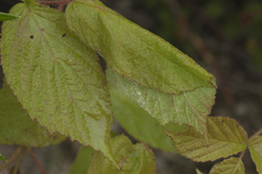 Rubus komarovii