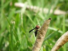 Polistes erythrocephalus