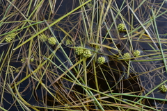 Sparganium hyperboreum
