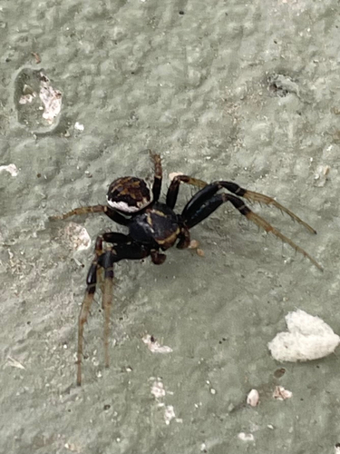 Ground Crab Spiders