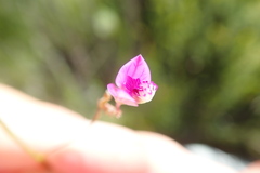 Polygala nematocaulis