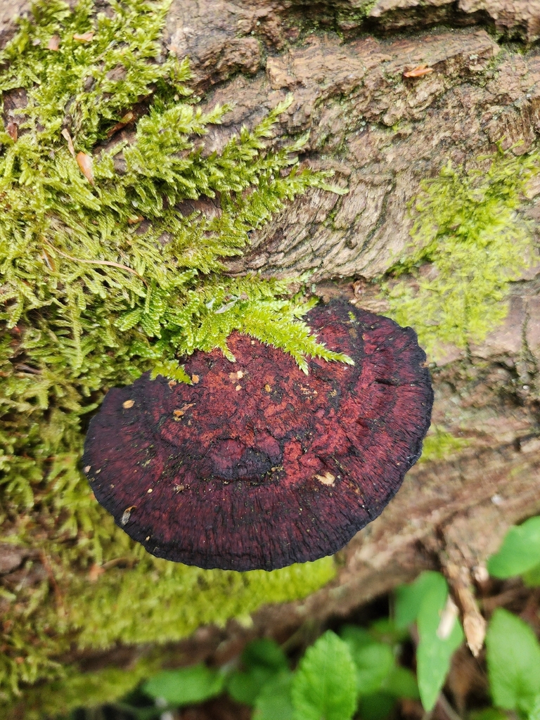 Daedaleopsis confragosa · May 2026 · photo: © dave_r_clark (iNaturalist, cc-by)