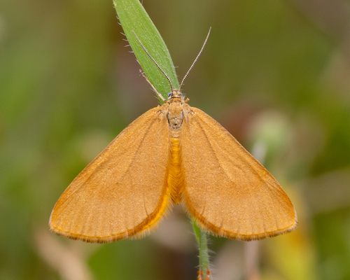 Amygdaloptera testaria
