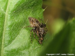 Oxyopes ramosus