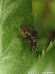 Oxyopes ramosus