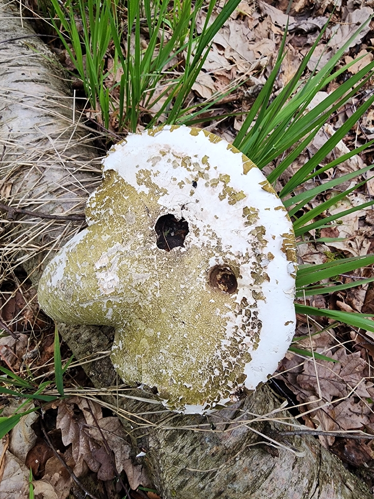 Fomitopsis betulina · May 2026 · photo: © dave_r_clark (iNaturalist, cc-by)