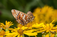Boloria angarensis