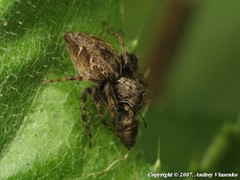 Oxyopes ramosus