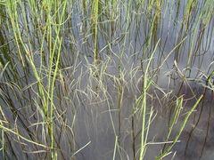 Sparganium hyperboreum