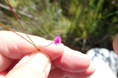 Polygala nematocaulis