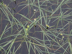 Sparganium hyperboreum