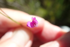 Polygala nematocaulis