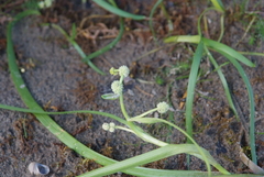 Sparganium hyperboreum