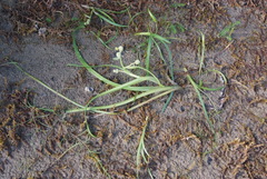 Sparganium hyperboreum