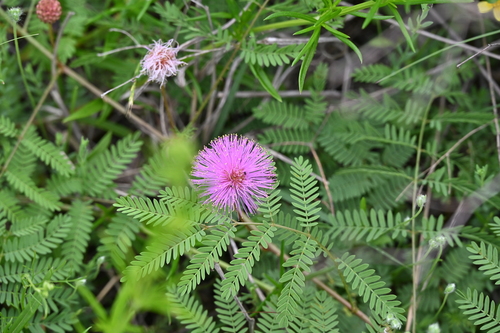 Mimosa quadrivalvis, photograph 6